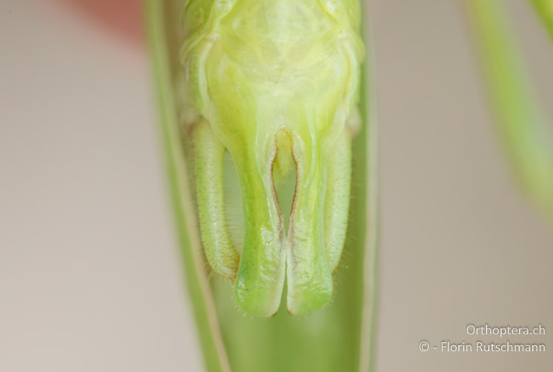 Subgenitalplatte von Acrometopa macropoda ♂ - HR, Ionische Inseln, Korfu, 26.06.2018