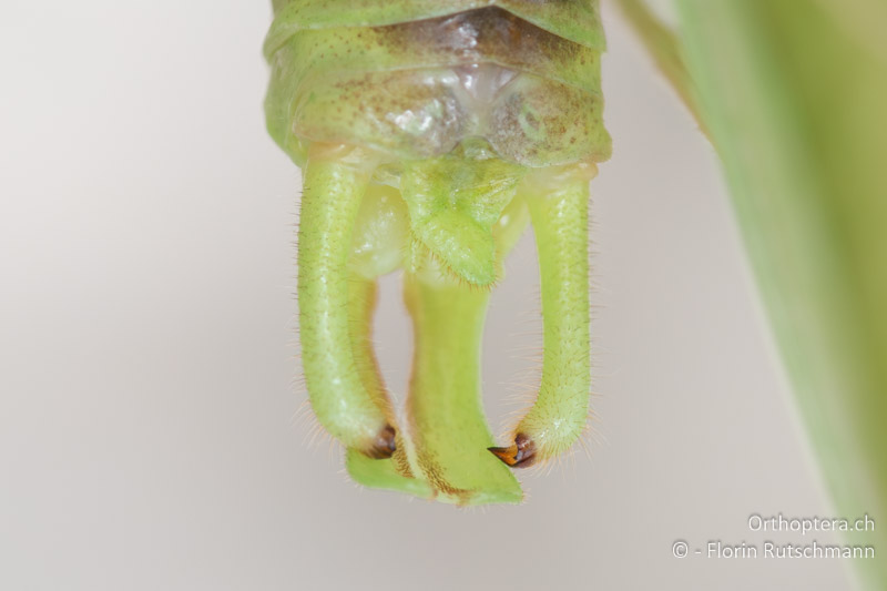 Cerci von Acrometopa macropoda ♂ - HR, Ionische Inseln, Korfu, 26.06.2018
