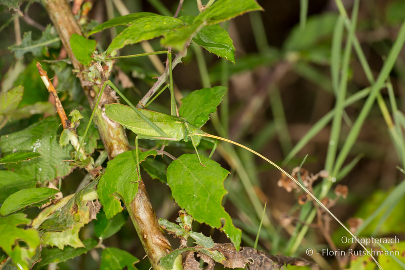 Acrometopa macropoda ♀ - HR, Istrien, Motovun, 24.07.2014