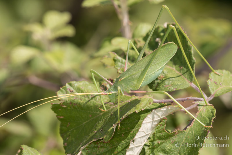 Acrometopa macropoda ♀ - GR, Westgriechenland, Preveza, 27.06.2017