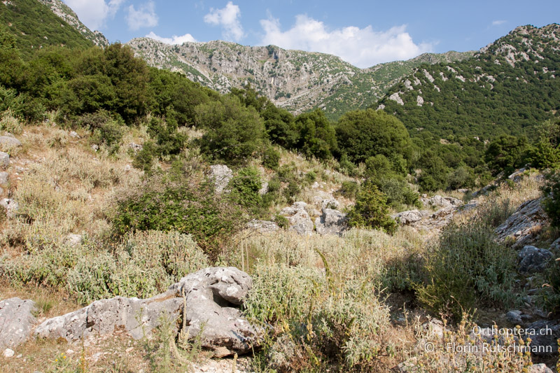 Strauch- und Staudenreiche Landschaft - GR, Epirus, Paramythia, 11.07.2011