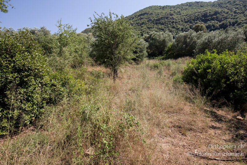 Verwilderter Olivenhain - GR, Epirus, Perdika, 26.06.2017