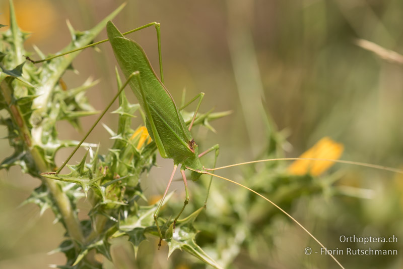 Acrometopa macropoda ♂ - GR, Epirus, Perdika, 26.06.2017