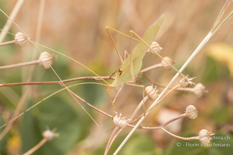Acrometopa macropoda ♂ - HR, Ionische Inseln, Lefkada, 29.06.2018