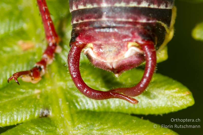 Cerci von Barbitistes obtusus ♂ - CH, TI, Mt. Generoso, 15.09.2012