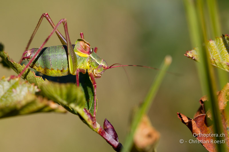 Barbitistes obtusus ♂, singend - CH, TI, Isone, 04.09.2013