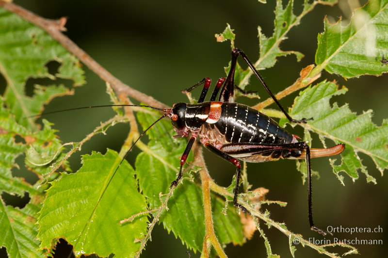 Barbitistes ocskayi ♀ - HR, Istrien, Vocilici, 13.06.2014