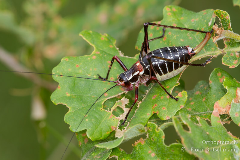 Barbitistes ocskayi ♀ - HR, Istrien, Svetvincenat, 15.06.2014