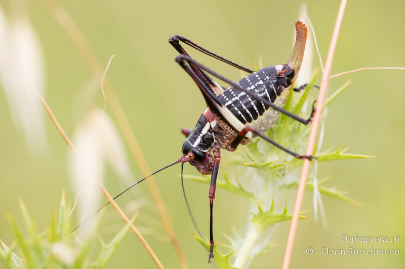 Barbitistes ocskayi ♀ - HR, Istrien, Motovun, 20.06.2016