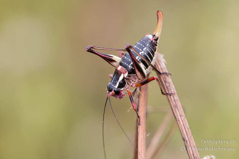 Barbitistes ocskayi ♀ - HR, Istrien, Motovun, 20.06.2016