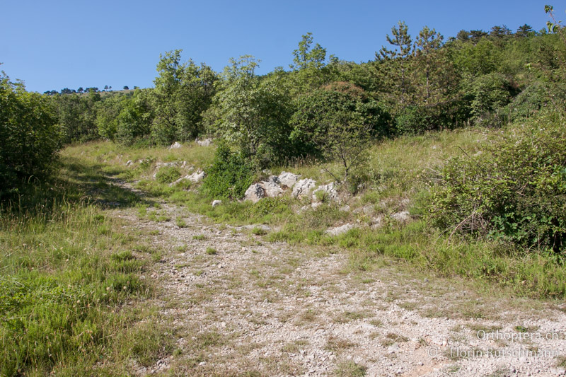 Gebüschreiche Karstlandschaft - SLO, Obalno-kraska, Movraz, 09.06.2014