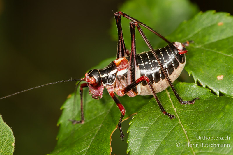 Barbitistes ocskayi ♂ - HR, Istrien, Svetvincenat, 15.06.2014