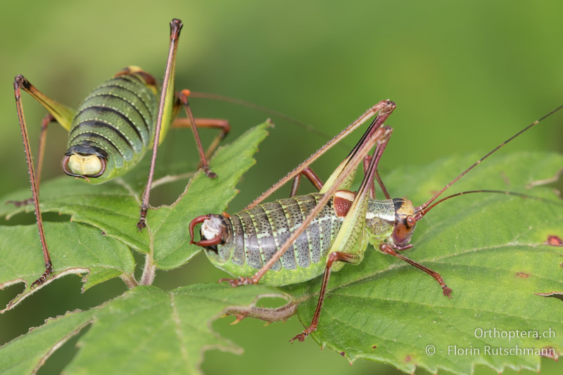 Barbitistes ocskayi ♂ (rechts), links von hinten ein ♂ von Barbitistes yersini - HR, Istrien, Bokordici, 19.06.2016