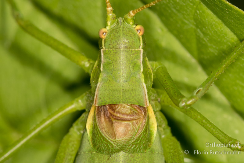 Kopf, Halsschild und Flügel von Isophya camptoxypha ♂ - AT, Niederösterreich, Mödling, 09.07.2016