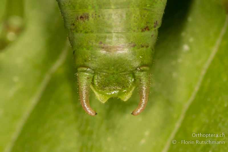 Cerci von Isophya camptoxypha ♂ - AT, Niederösterreich, Mödling, 09.07.2016