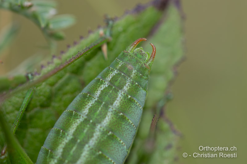 Isophya camptoxypha ♂ - RO, Transsilvanien, Căpâlnița, 10.07.2022