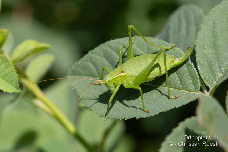 Isophya camptoxypha ♀ - RO, Transsilvanien, Căpâlnița, 14.07.2020