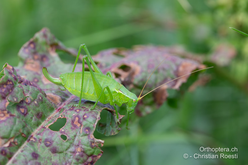 Isophya camptoxypha ♀ - RO, Transsilvanien, Căpâlnița, 14.07.2020