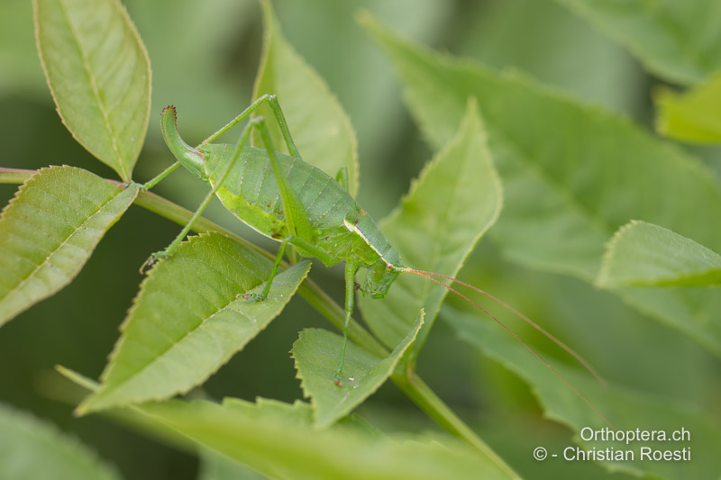 Isophya camptoxypha ♀ - RO, Transsilvanien, Căpâlnița, 14.07.2020