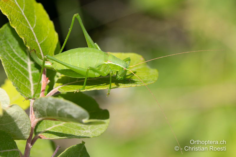 Isophya camptoxypha ♀ - RO, Transsilvanien, Căpâlnița, 10.07.2022
