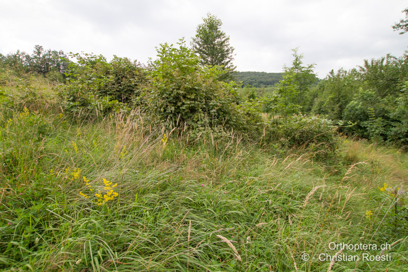 Gebüschreiche, grosse Waldlichtung - AT, Niederösterreich, Mödling, 09.07.2016