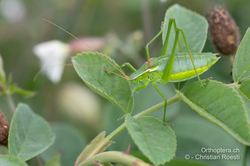 Isophya camptoxypha ♂ - RO, Transsilvanien, Căpâlnița, 14.07.2020