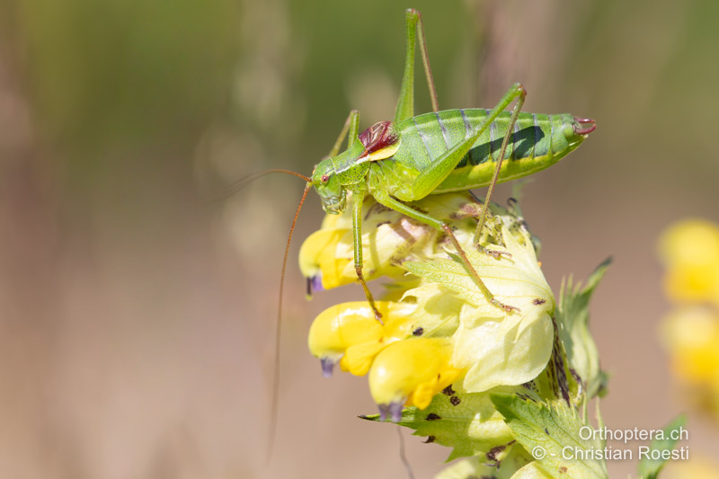 Isophya camptoxypha ♂ - RO, Transsilvanien, Frumoasa, Pasul Ghimeş, 10.07.2021