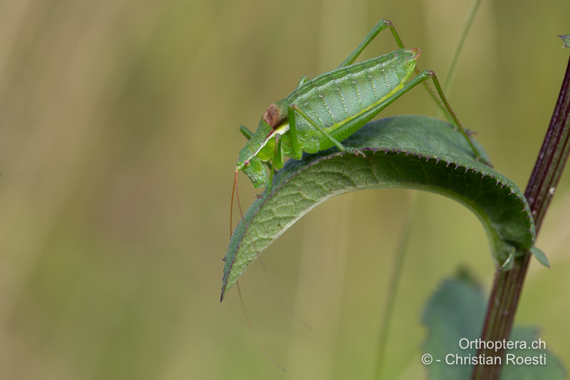 Isophya camptoxypha ♂ - RO, Transsilvanien, Căpâlnița, 10.07.2022