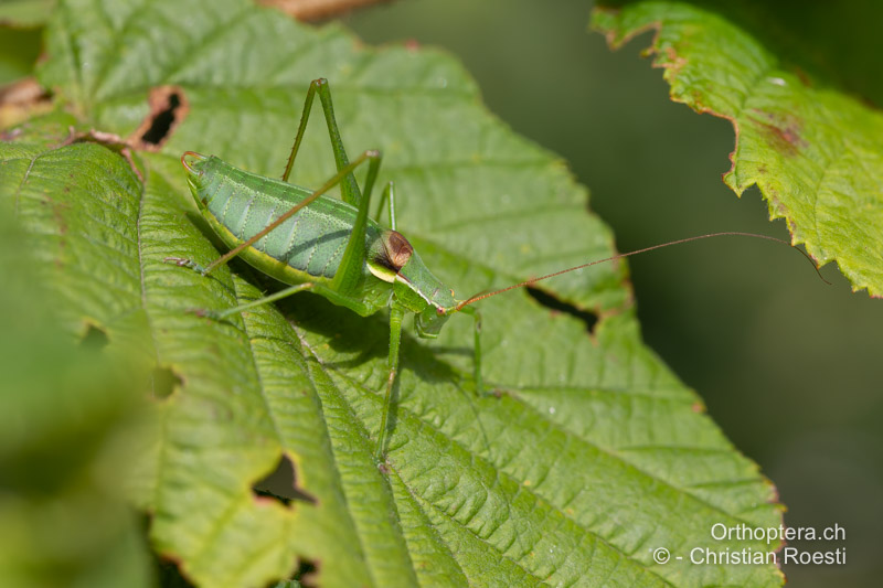 Isophya camptoxypha ♂ - RO, Transsilvanien, Căpâlnița, 10.07.2022