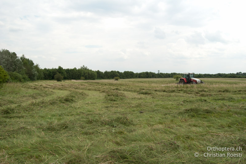 Magerwiese - AT, Niederösterreich, Ebergassing, 25.06.2008