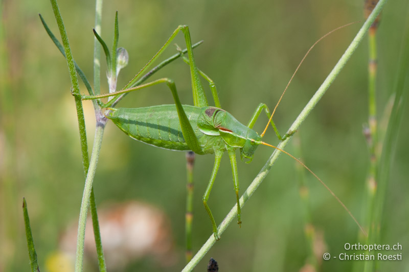 Isophya costata