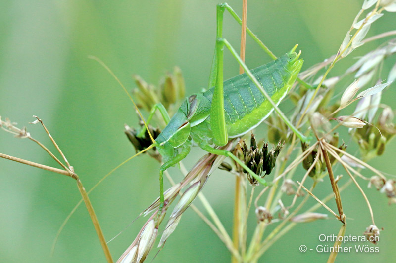Isophya costata ♂ - AT, Niederösterreich, Braunsberg, 24.05.2015