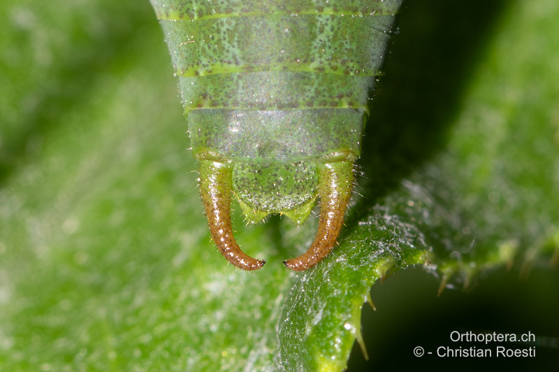 Hinterleibsende von Isophya kraussii ♂ - DE, Baden-Württemberg, Irndorfer Hardt, 18.06.2022