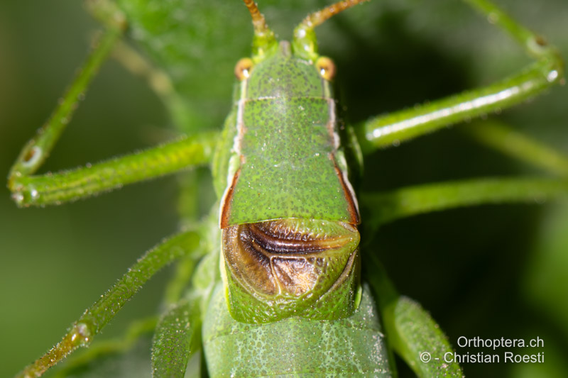 Isophya kraussii ♂. Der linke Vorderflügel ist in der Grundform dreieckig, sein rechter Vorderrand in der Verlängerung der Gesansgader reicht über den linken Vorderflügel hinaus und ist stark winklig geformt. Die Adern Cubitus 2 und Cubitus 2a sind sehr lang im Vergleich mit denjenigen bei Isophya camptoxypha - DE, Baden-Württemberg, Irndorfer Hardt, 18.06.2022