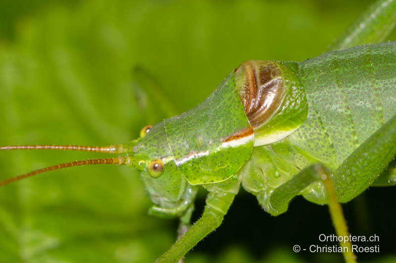 Vorderkörper von Isophya kraussii ♂. Die Vorderflügel sind grösstenteils freiliegend und nicht durch das Halsschild bedeckt - DE, Baden-Württemberg, Irndorfer Hardt, 18.06.2022