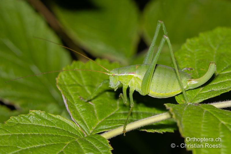 Isophya kraussii ♀ - DE, Baden-Württemberg, Irndorfer Hardt, 18.06.2022