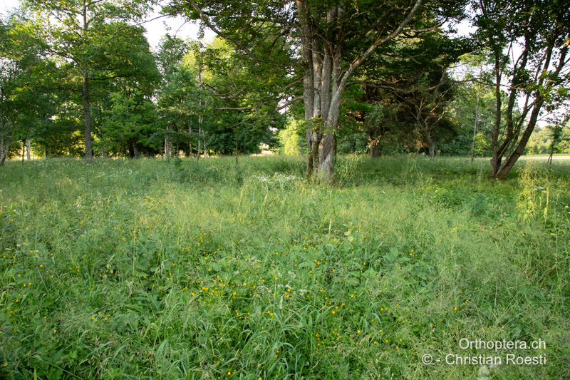 Krautige, verbuschende Wiese im lockeren Wald. Hier war die Art ausgesprochen häufig - DE, Baden-Württemberg, Irndorfer Hardt, 19.06.2022
