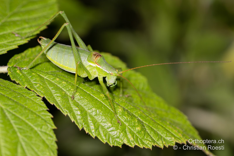 Isophya kraussii ♂ - DE, Baden-Württemberg, Irndorfer Hardt, 18.06.2022