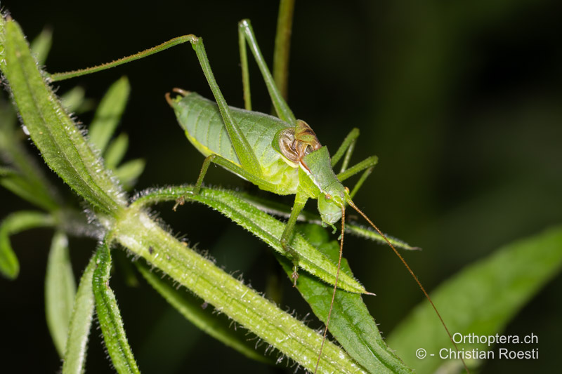 Singendes ♂ von Isophya kraussii - DE, Baden-Württemberg, Irndorfer Hardt, 18.06.2022