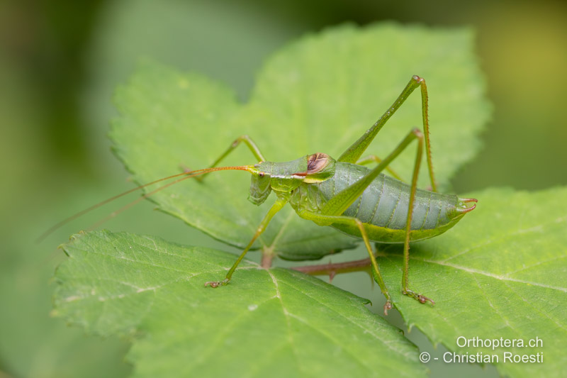 Isophya kraussii ♂ - DE, Baden-Württemberg, Irndorfer Hardt, 18.06.2022