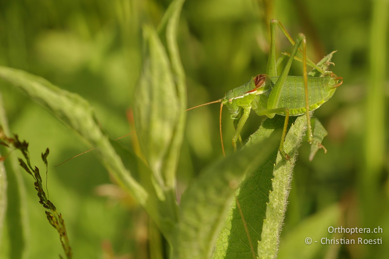 Isophya kraussii ♂ - DE, Baden-Württemberg, Irndorfer Hardt, 24.06.2006
