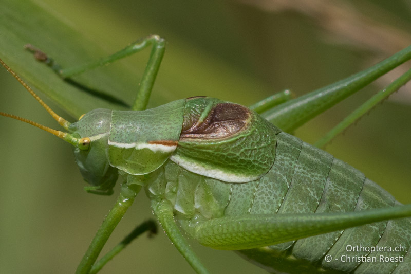 Vorderflügel von Isophya modesta ♂ - AT, Burgenland, Rohrbach bei Mattersburg, 05.07.2016