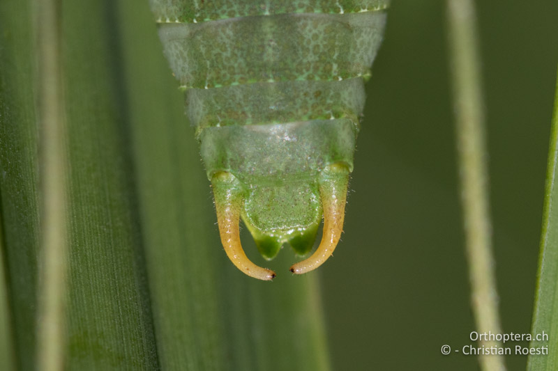 Cerci von Isophya modesta ♂ - AT, Burgenland, Rohrbach bei Mattersburg, 05.07.2016