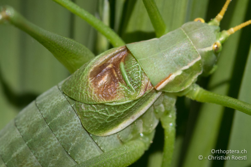 Vorderflügel von Isophya modesta ♂ - AT, Burgenland, Rohrbach bei Mattersburg, 05.07.2016