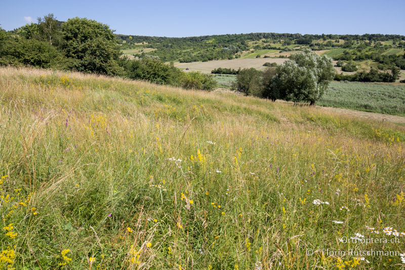 Wüchsige und frische Wiese - AT, Burgenland, Rohrbach bei Mattersburg, 05.07.2016