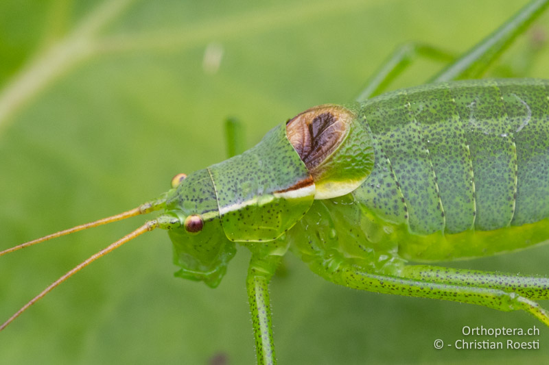Vorderkörper von Isophya pienensis ♂ von der Seite betrachtet - RU, Transilvania, Harghita-Băi, 14.07.2020