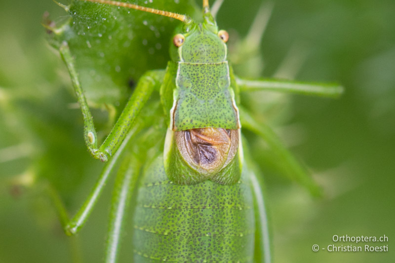 Vorderkörper von Isophya pienensis ♂ von oben - RU, Transilvania, Harghita-Băi, 14.07.2020