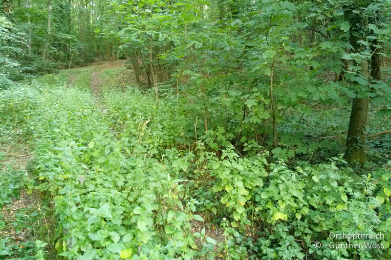 Wegrand im Wald mit Staudenflur - AT, Niederösterreich, Hainburg, 08.07.2014