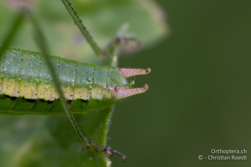 Hinterleibsende von Leptophyes boscii ♂. Die Cerci sind in sich gerade und nur am Ende stark nach oben gekrümmt - HR, Istrien, Potpićan, 12.06.2014