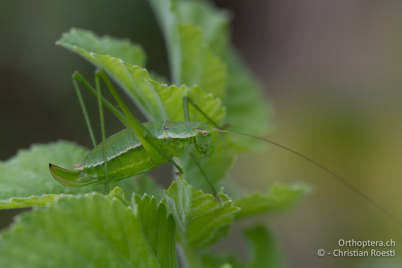 Leptophyes boscii ♀ - HR, Istrien, Potpićan, 12.06.2014